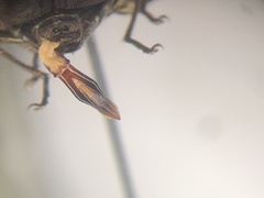 Chrysobothris dentipes