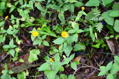 Philoglossa mimuloides