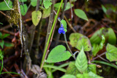 Salvia scutellarioides