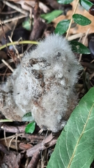 Fungi