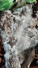 Fungi