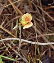 Macroptilium prostratum