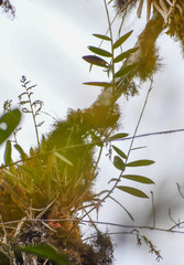Epidendrum cochlidium