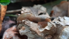 Lehmannia marginata