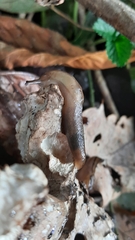 Lehmannia marginata
