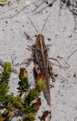 Schistocerca gregaria flaviventris