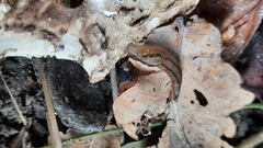 Lehmannia marginata
