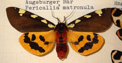 Arctia matronula