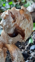 Lehmannia marginata