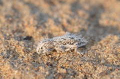 Trichocleonus leucophyllus