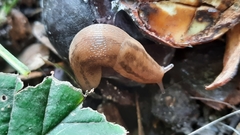Lehmannia marginata