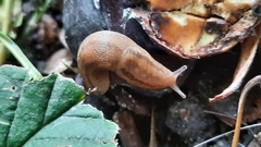 Lehmannia marginata