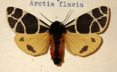Arctia flavia