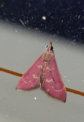 Pyrausta signatalis