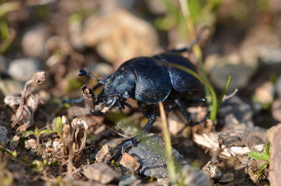 Lethrus kentauensis