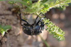 Lethrus scoparius