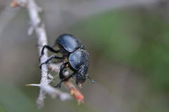 Lethrus scoparius