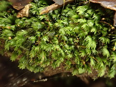 Fissidens gracilifolius