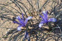 Iris tenuifolia