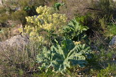 Megacarpaea orbiculata