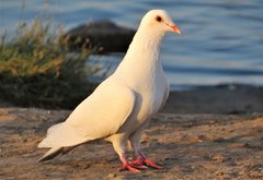 Columba livia domestica