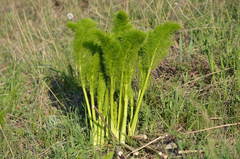 Prangos pabularia