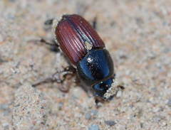Eupleurus subterraneus