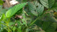 Himacerus apterus