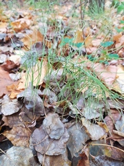 Equisetum pratense image