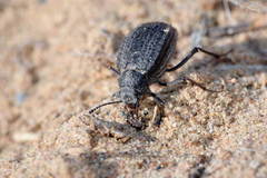 Earophanta pubescens