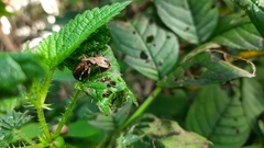 Himacerus apterus