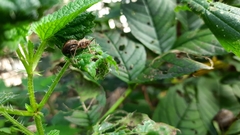 Himacerus apterus