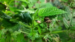 Himacerus apterus