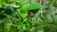 Himacerus apterus