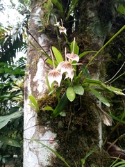 Masdevallia guttulata