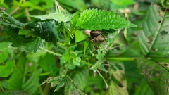 Himacerus apterus