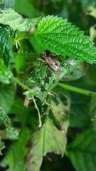 Himacerus apterus