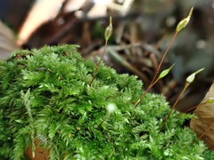 Rhynchostegium murale