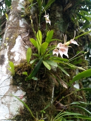 Masdevallia guttulata