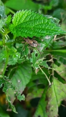 Himacerus apterus