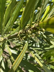 Pouteria salicifolia