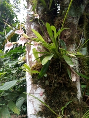 Masdevallia guttulata