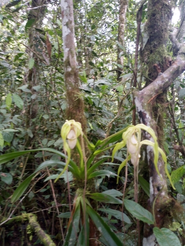 Phragmipedium warszewiczianum