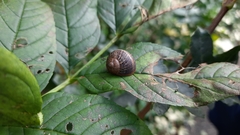 Cornu aspersum
