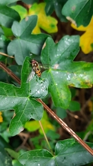 Episyrphus balteatus
