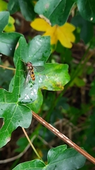 Episyrphus balteatus