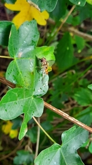 Episyrphus balteatus