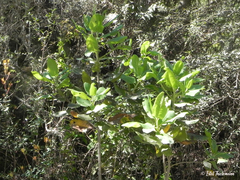 Acrisione denticulata