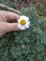 Anthemis punctata cupaniana