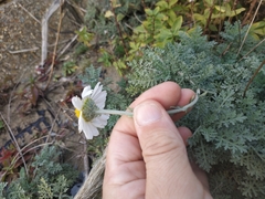 Anthemis punctata cupaniana